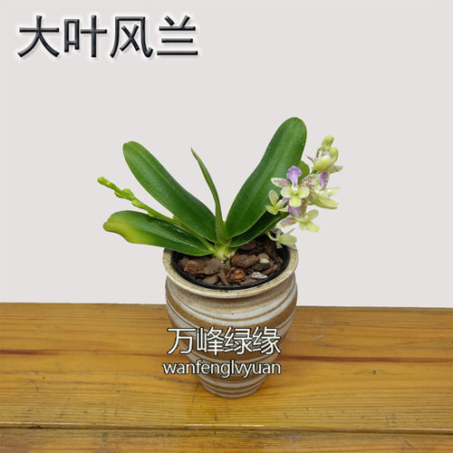 绿缘兰花韩国进口（礼丸）大叶风兰萼脊兰蝴蝶兰浓香室小型绿植 - 图2