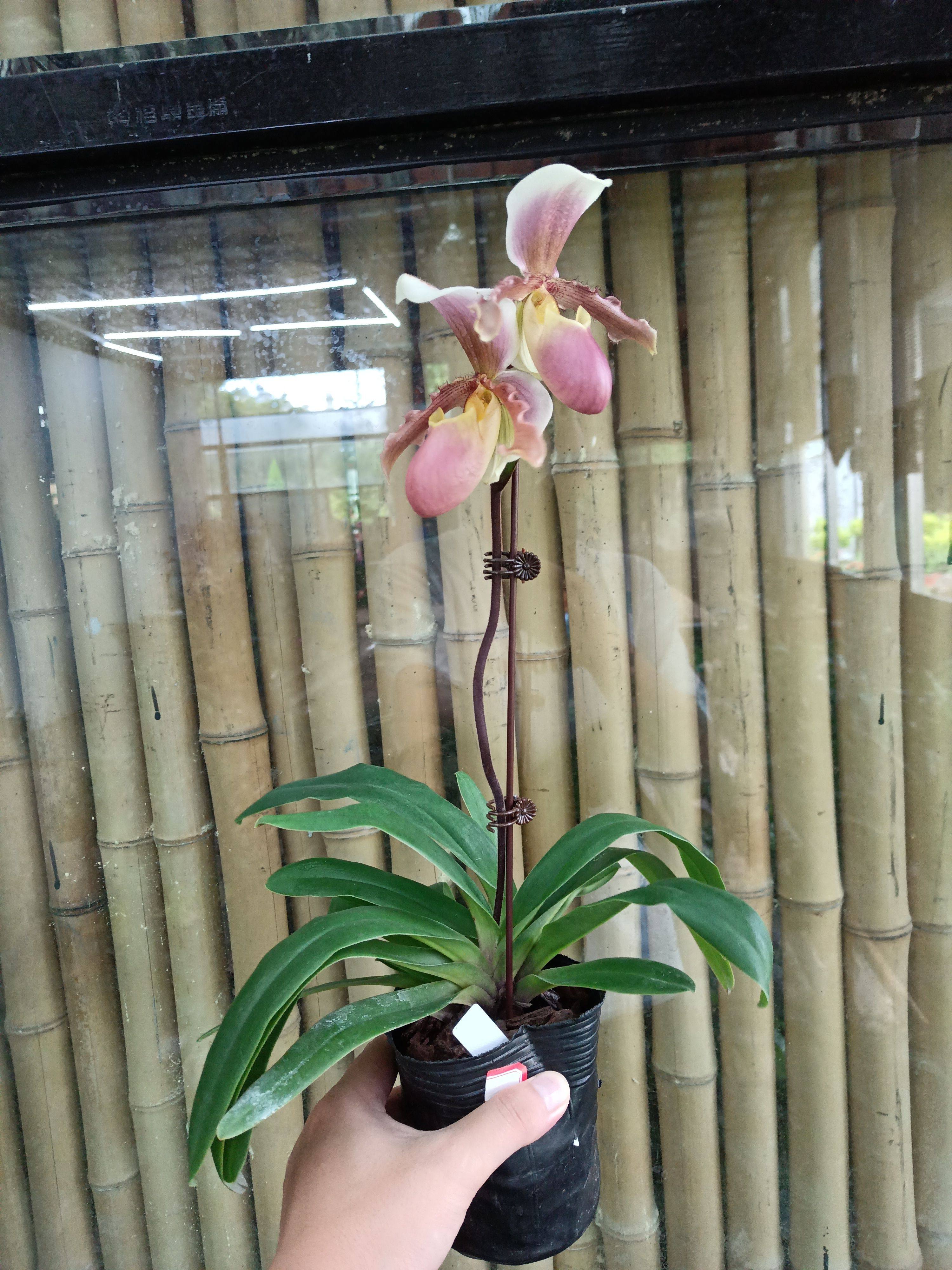 万峰绿缘兜兰 小叶苍叶小型桌面盆栽,淘宝优惠券,粉丝福利购,淘宝优惠卷