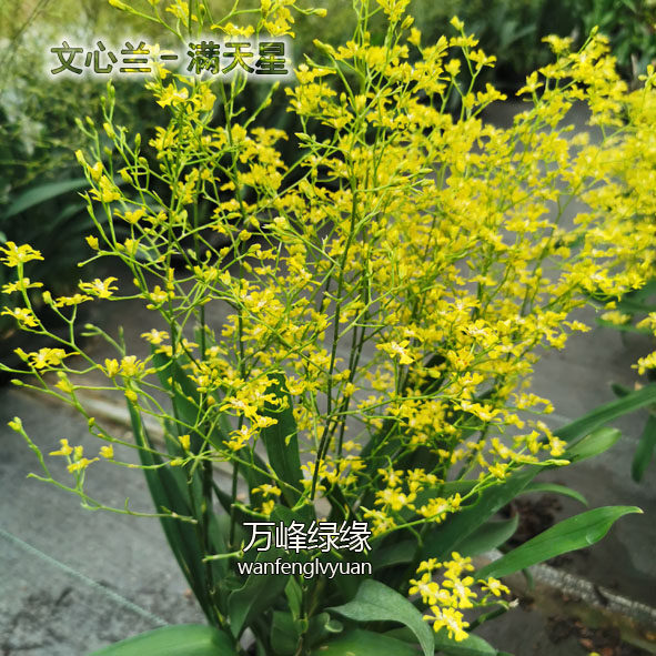 绿缘兰花 满天星 黄色文心兰跳舞兰吉祥兰室内桌面盆栽好养花卉,淘宝优惠券,粉丝福利购,淘宝优惠卷