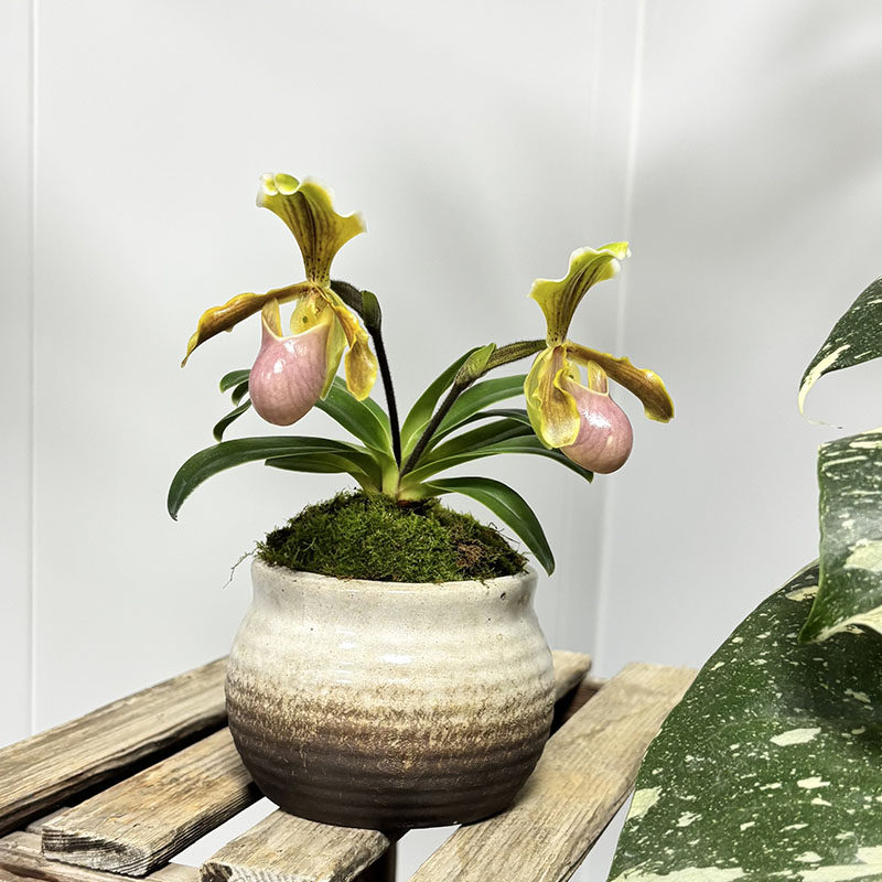 万峰绿缘【亨利X巧花】兜兰迷你小型桌面室内盆栽兰花粉黄小花,淘宝优惠券,粉丝福利购,淘宝优惠卷