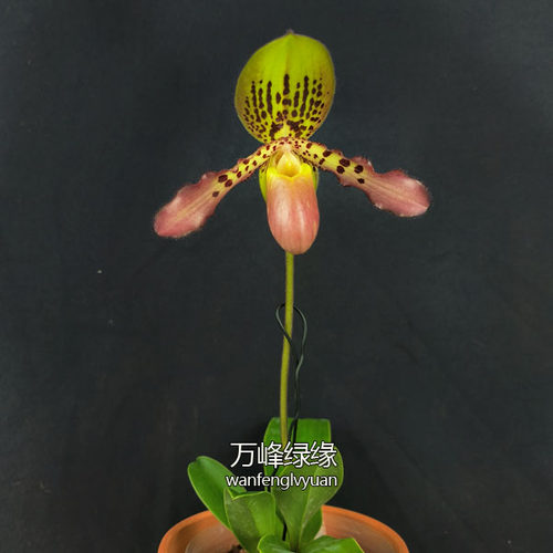 绿缘兜兰苍叶x虎斑P.glaucophyllumXtigrinum桌面型盆栽 - 图1