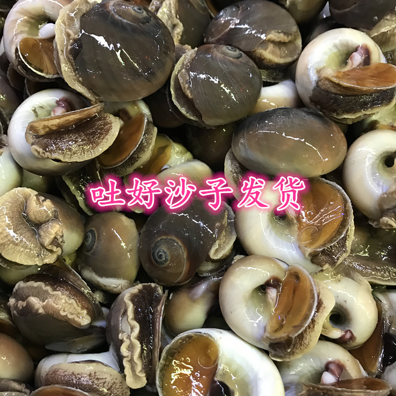 丹东东港海鲜香螺新鲜香螺鲜活香螺扁玉螺海螺 3斤包邮_虎窝淘