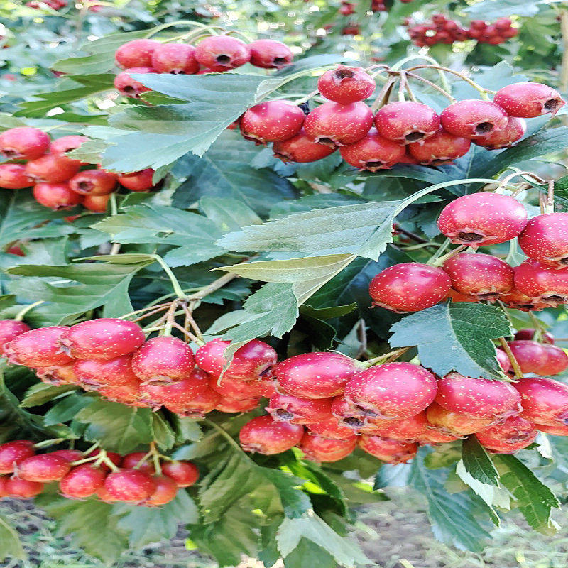 东北新鲜山里红野生山里红非新鲜山楂花红果野生山丁子5斤装包邮