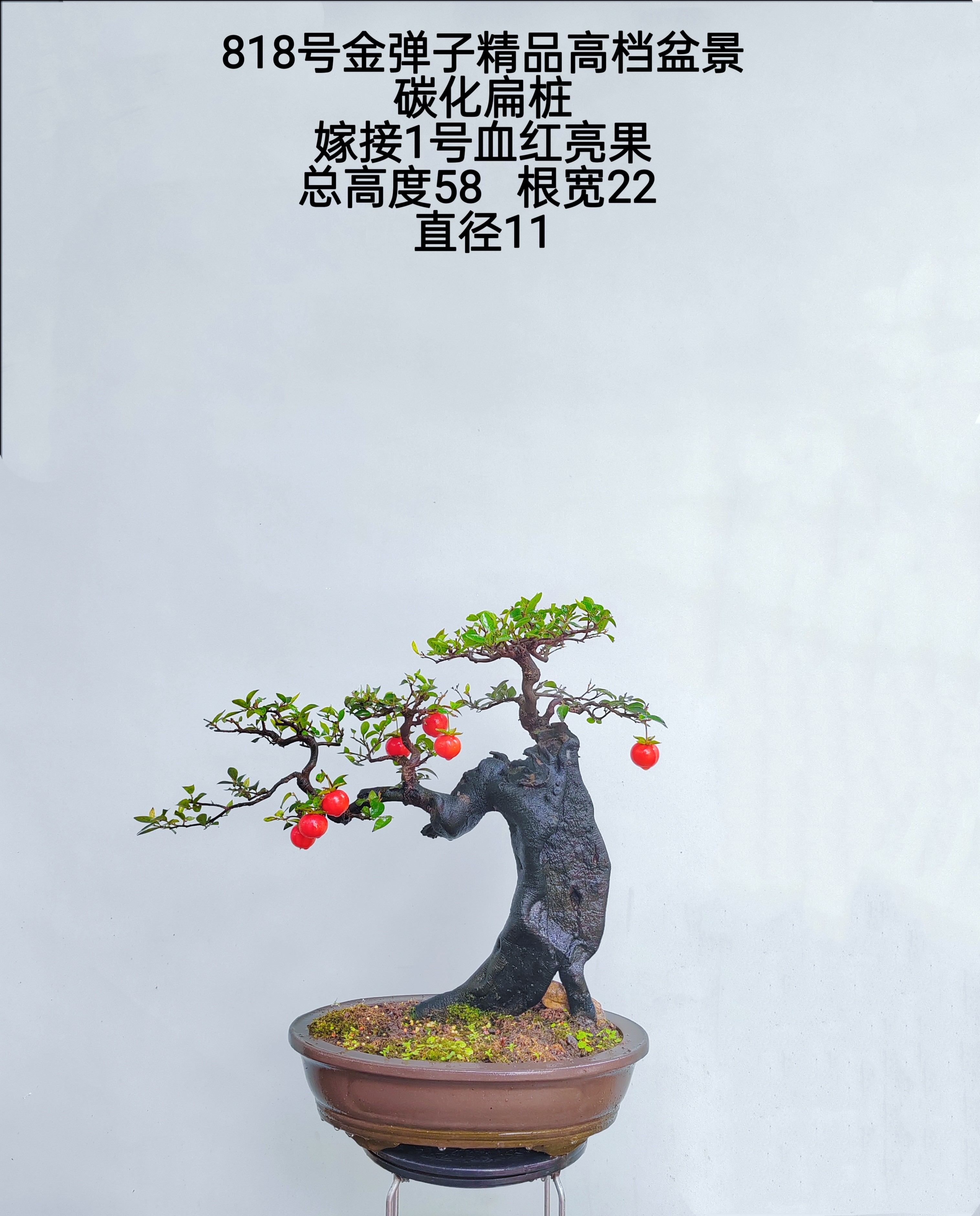 金弹子盆景嫁接桩熟桩母桩血红果阳台绿植,淘宝优惠券,粉丝福利购,淘宝优惠卷