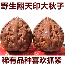 Nuclear Xin Wen Wen Playing Walnut Northeast Wild Autumn Sky printed short pile stuffy and thick gluten Ant-shaped lizard Lizard Zhuzi