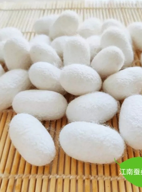 天然烘干完整带蚕蛹桑蚕茧抽丝手工彩绘展示蚕茧壳桑蚕丝团扇蚕茧