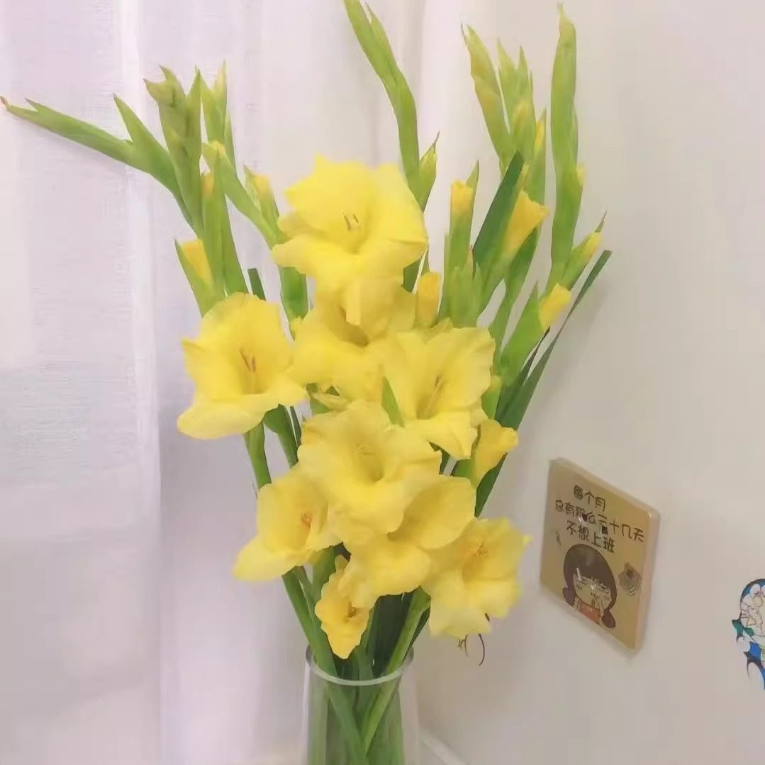 粉色10支剑兰广州鲜花唐菖蒲基地鲜切花直发室内春节插花节节高,淘宝优惠券,粉丝福利购,淘宝优惠卷