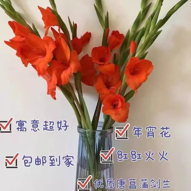 粉色10支剑兰广州鲜花唐菖蒲基地鲜切花直发室内春节插花节节高,淘宝优惠券,粉丝福利购,淘宝优惠卷