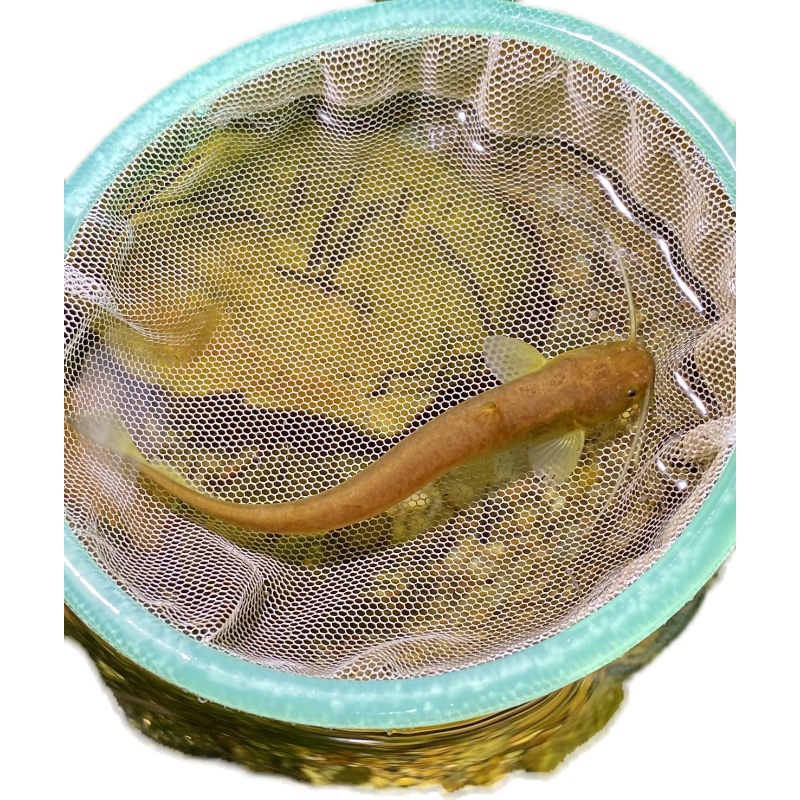 越鲶鱼山坑鲶小型黄金鲶鱼偏热带原生鱼底层鱼吃残渣鳗尾观赏鱼 - 图3