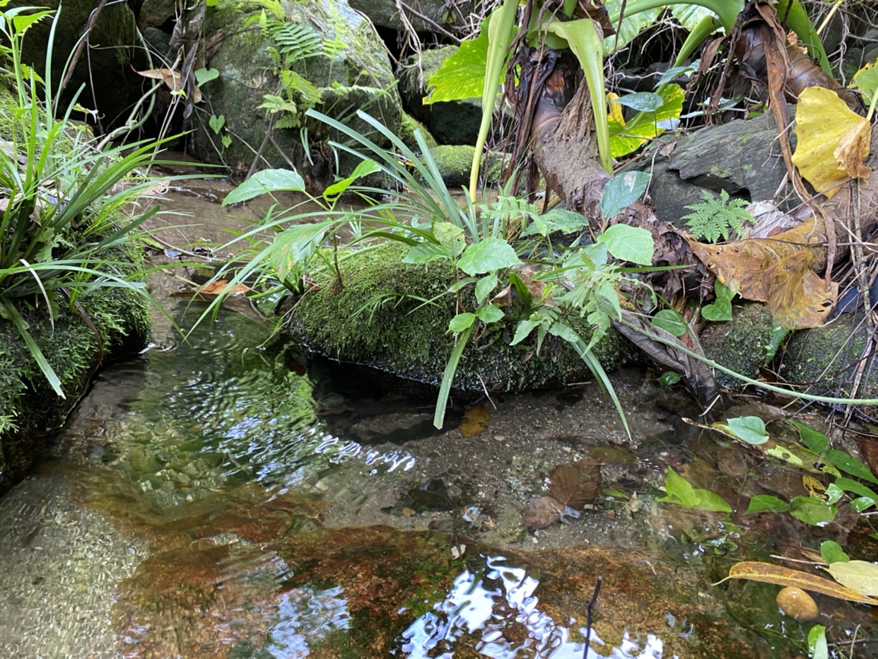 原生缸造景石菖蒲龟池鱼池假山装饰仿溪流植物庭院室内造景植物-图0