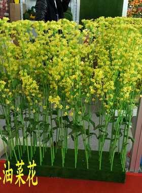 支大叶多花朵形状颜色好油菜花