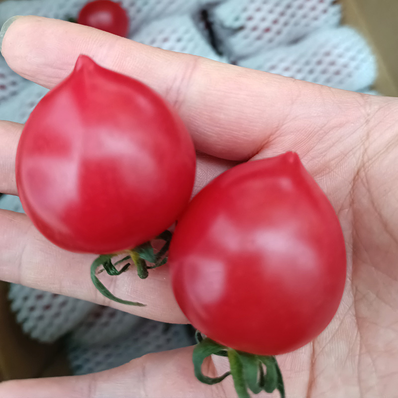 千禧圣女果a级千喜减肥纯甜整箱新鲜玉女小番茄千玺水果生吃千喜5