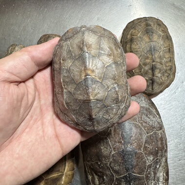 天然龟壳龟甲文玩摇卦周易中式风