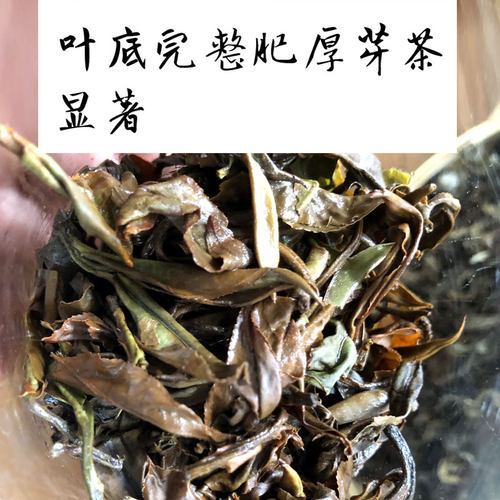 2025年头春茶南境香韵哀牢山老树茶散茶微发酵白茶香高甘甜苦涩 - 图2