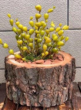 杉木树桩实木花盆室内花盆