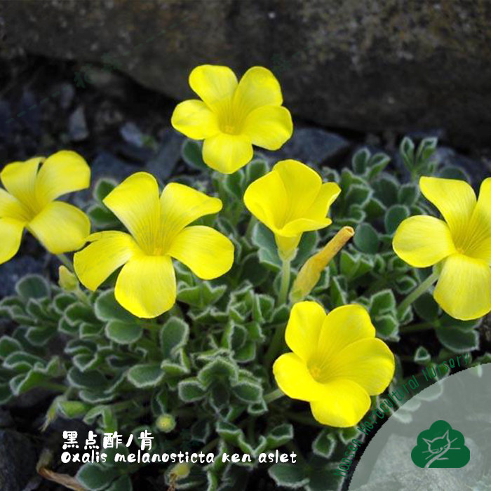 酢浆草盆栽种球Ken Alset毛叶黄花芙蓉黑点酢/肯可爱易养阳台猫森,淘宝优惠券,粉丝福利购,淘宝优惠卷
