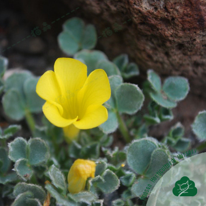 酢浆草盆栽种球Ken Alset毛叶黄花芙蓉黑点酢/肯可爱易养阳台猫森,淘宝优惠券,粉丝福利购,淘宝优惠卷