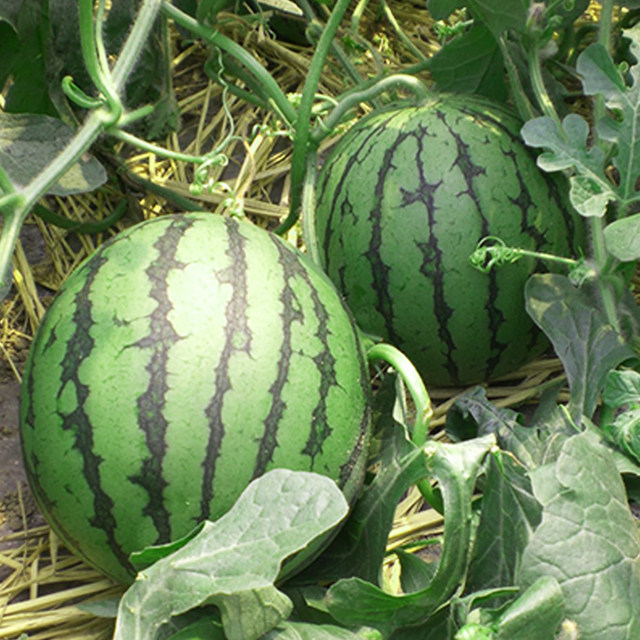 Seedling seeds are easy to manage and easy to plant after sales.