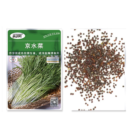 阳台京水菜种子白梗千筋水晶青菜野菜蔬菜种籽四季家庭阳台园艺 - 图3