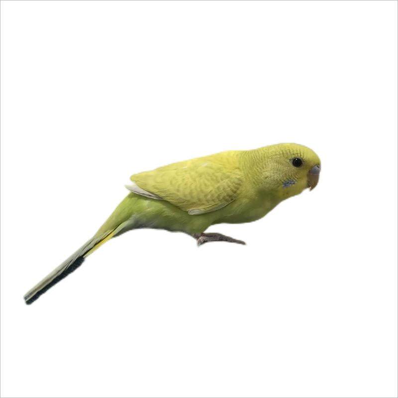 包活鸟活物说话鸟手养玄凤牡丹鹦鹉活体宠物鸟黄化玄凤原始灰虎皮,淘宝优惠券,粉丝福利购,淘宝优惠卷