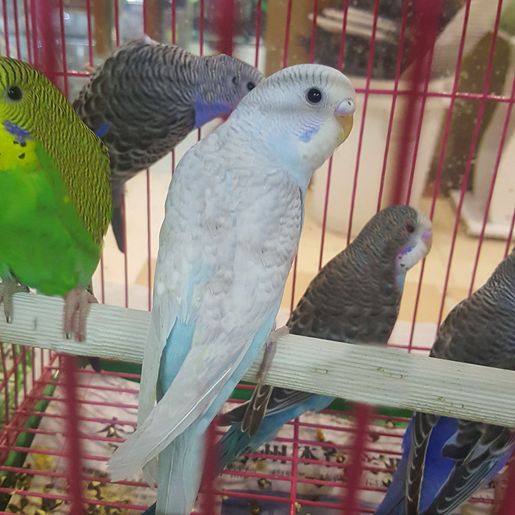 包活鸟活物说话鸟手养玄凤牡丹鹦鹉活体宠物鸟黄化玄凤原始灰虎皮,淘宝优惠券,粉丝福利购,淘宝优惠卷