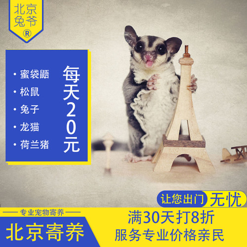 蜜袋鼯龙猫兔子蜜袋鼬荷兰猪豚鼠代养宠物北京寄养可接送春节寄养 - 图0