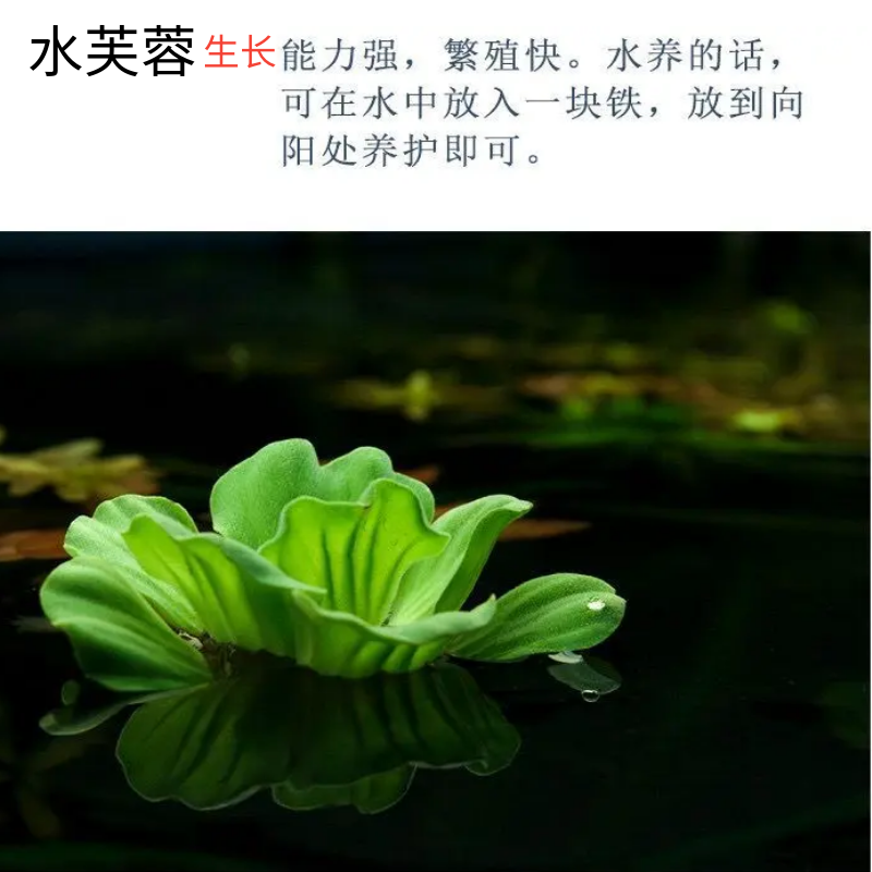 水芙蓉水白菜水草水培植物水生植物池塘龟缸鱼缸造景养殖净化水质,淘宝优惠券,粉丝福利购,淘宝优惠卷