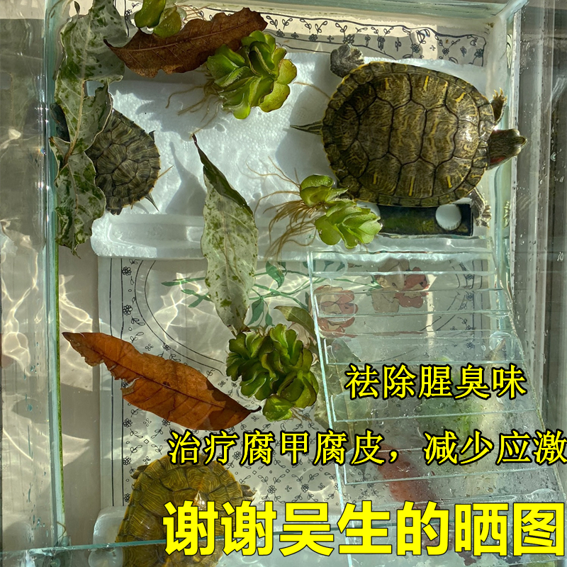 乌龟活物水草植物乌龟专用缸乌龟水草巴西龟龟缸造景净化水质绿植 - 图2