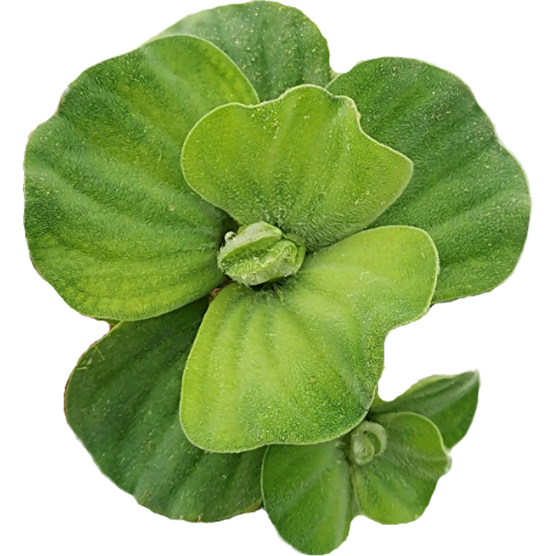 水芙蓉水白菜水草水培植物水生植物池塘龟缸鱼缸造景养殖净化水质,淘宝优惠券,粉丝福利购,淘宝优惠卷