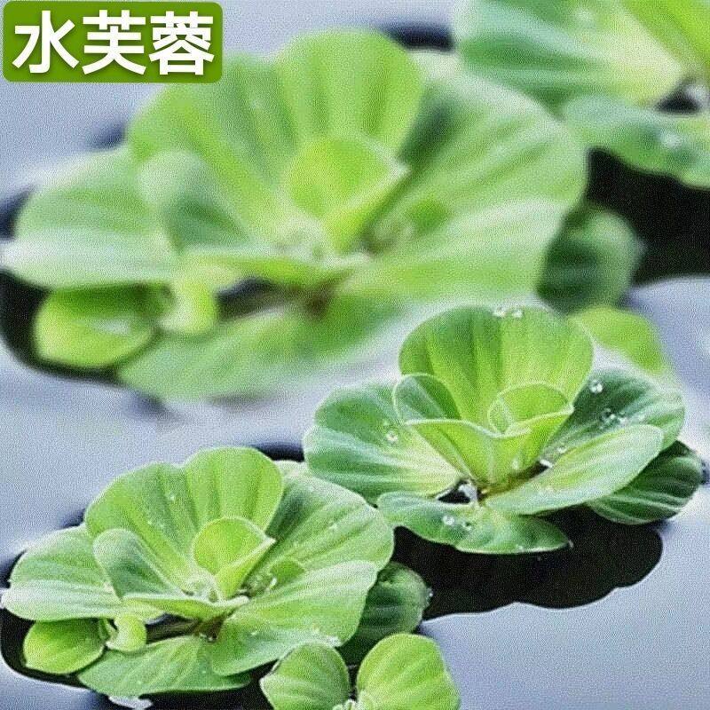 水芙蓉水白菜水草水培植物水生植物池塘龟缸鱼缸造景养殖净化水质,淘宝优惠券,粉丝福利购,淘宝优惠卷