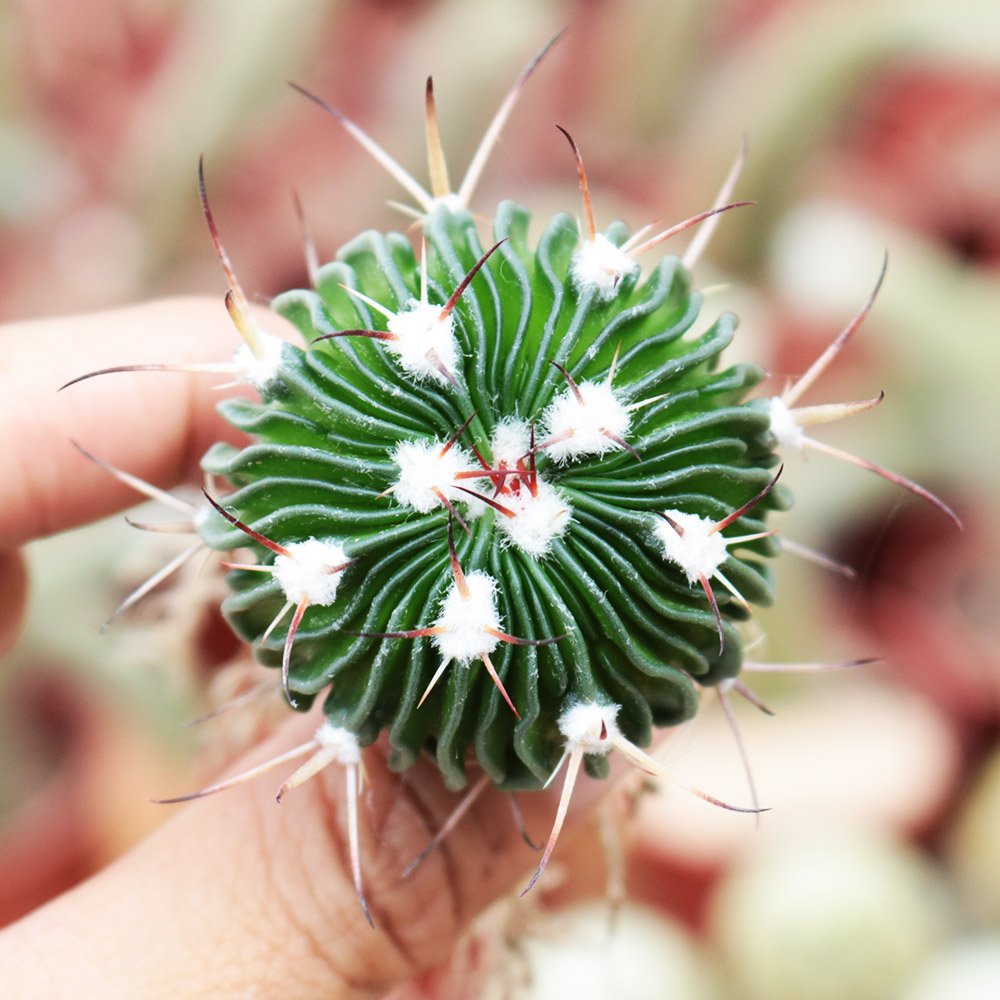 多棱玉实生仙人球开花多肉植物千波万波仙人掌室内桌面电脑防辐射 - 图1