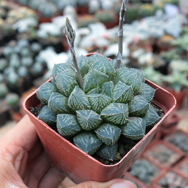 大叶楼兰十二卷玉露寿多肉植物新手组合绿植花卉小盆栽桌面防辐射