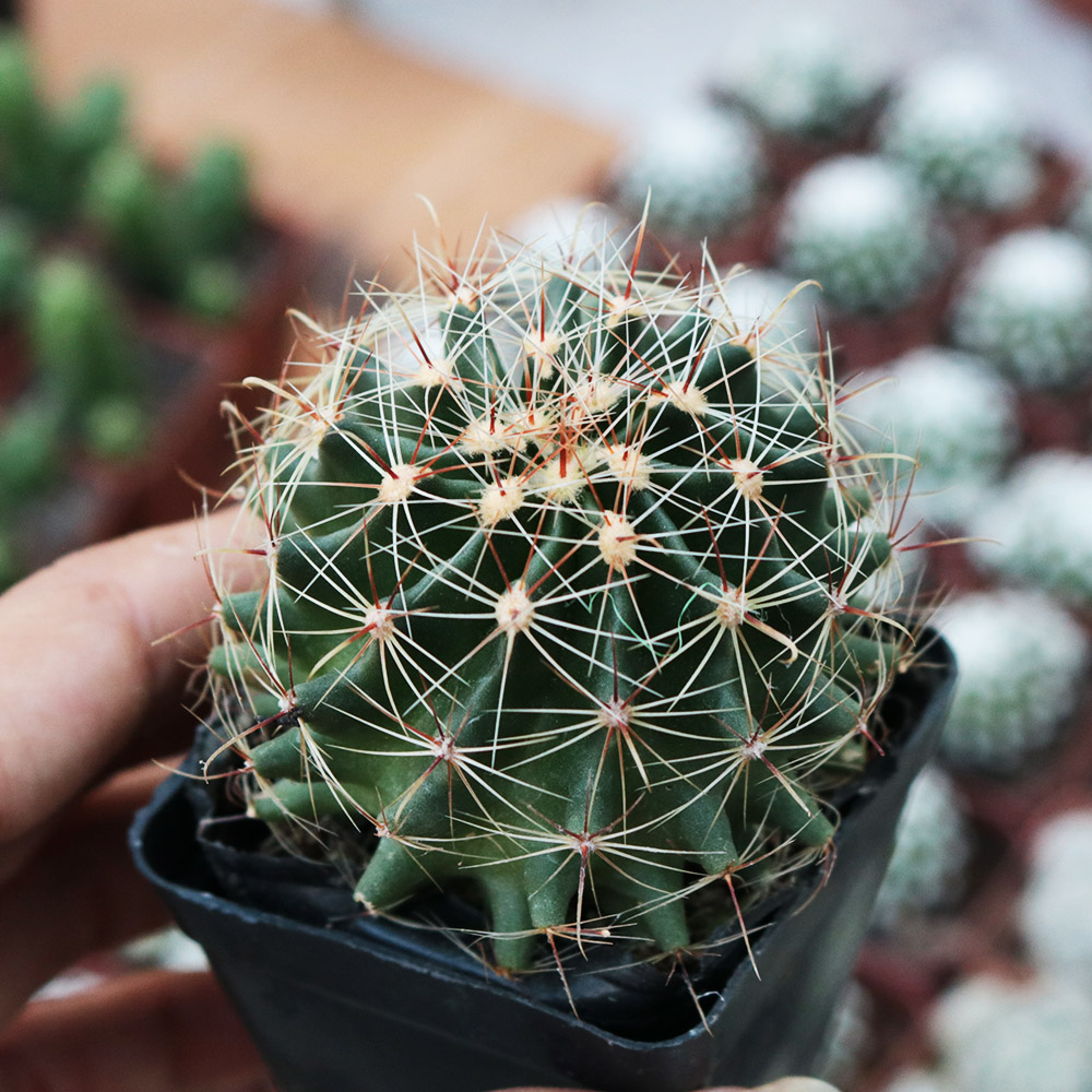 实生龙王仙人球多肉植物左旋右旋仙人掌开花室内防辐射小盆栽组合 - 图1