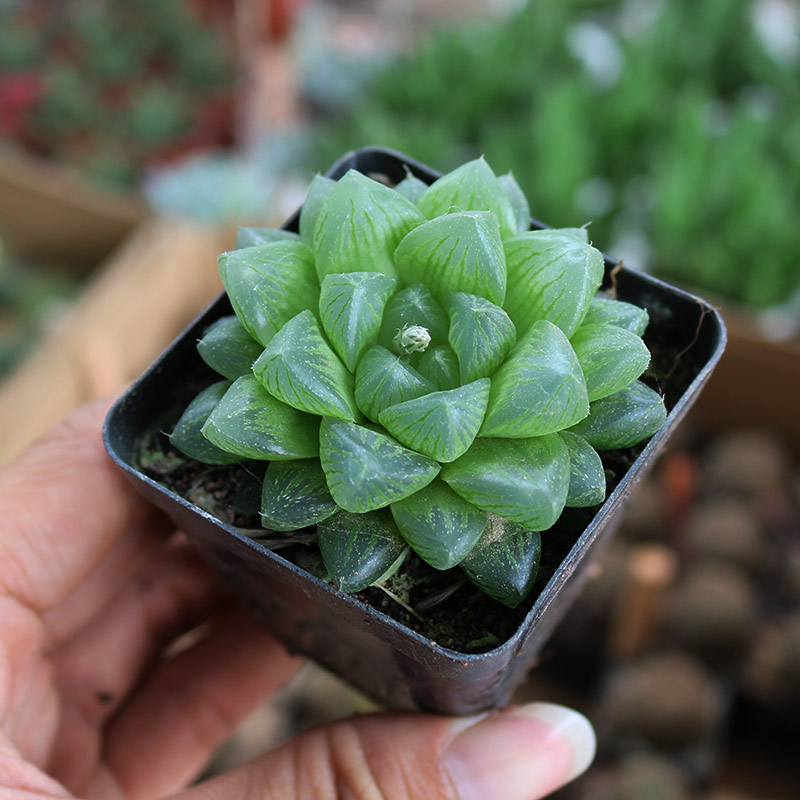 雪花玉露十二卷多肉植物 新手组合配盆绿植花 办公室防辐射小盆栽 - 图1