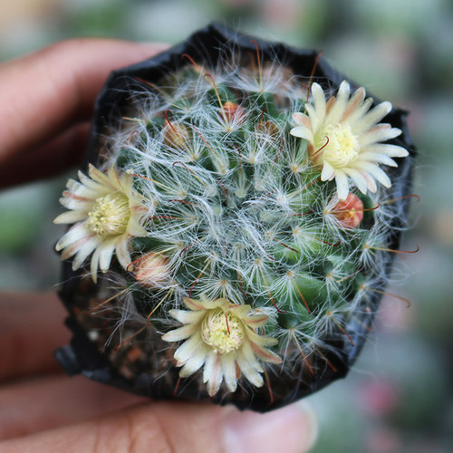 高莎实生仙人球 高沙开花粉花黄花突乳球属新手组合好养活易度夏 - 图0