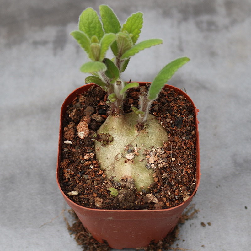 断崖王子多肉植物稀有开花块根花卉绿植阳台庭院观赏小盆栽防辐射-图1