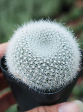 白雪光仙人掌开红花桌面多肉植物