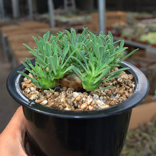 峨眉山大戟科多肉植物稀缺冷门块根绿植花卉小盆栽办公室阳台庭院 - 图1