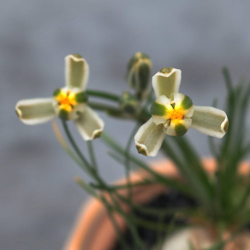 香水兰多肉植物趣味开花香味块根绿植花卉室内桌面阳台庭院小盆栽 - 图0