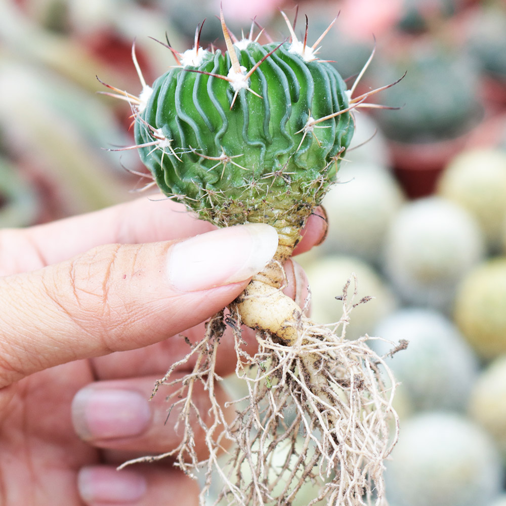 多棱玉实生仙人球开花多肉植物千波万波仙人掌室内桌面电脑防辐射-图2