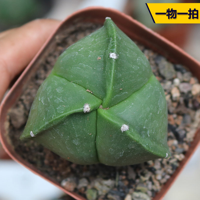 三角鸾凤玉实生仙人球稀有白沙琉璃开花仙人掌室内防辐射小盆栽 花田舍植物馆 淘优券