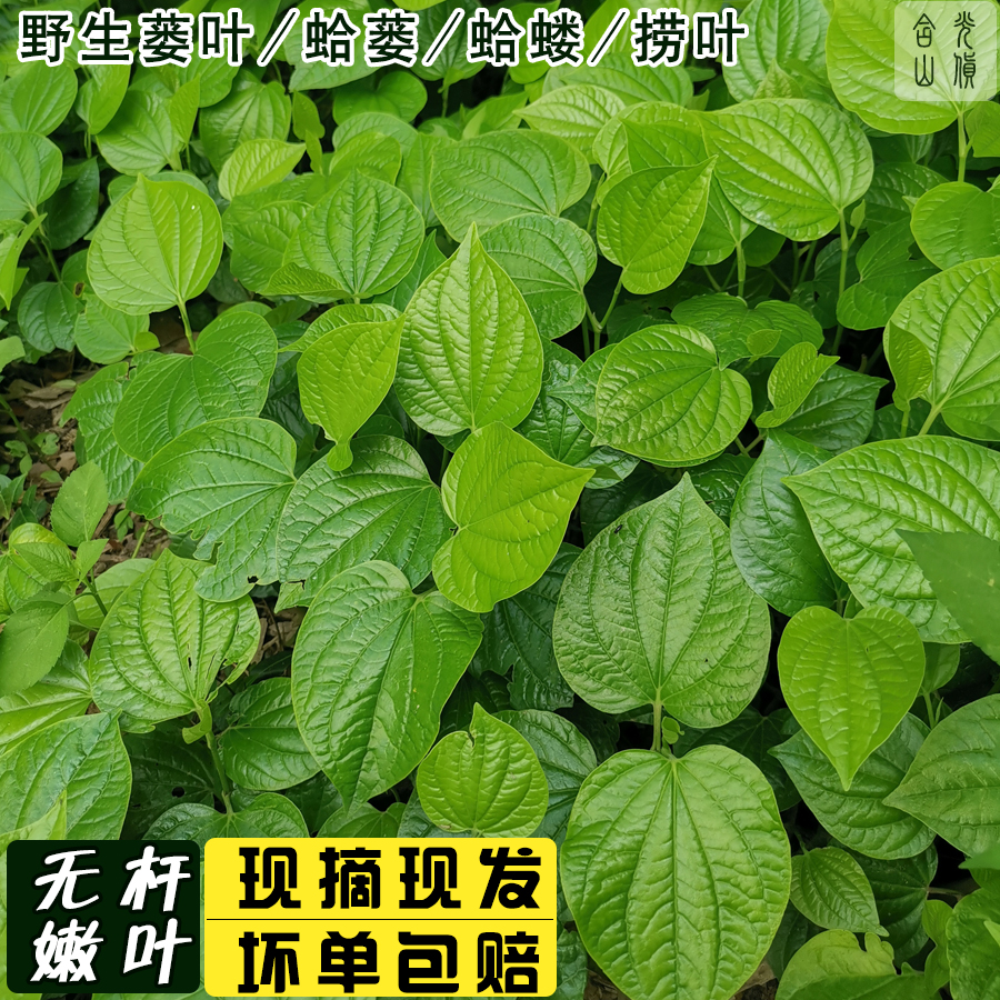 假蒌叶新鲜广东野菜蛤篓叶山篓叶蛤捞叶蛤蝼叶哈喽叶越南菜卡娄叶-图0