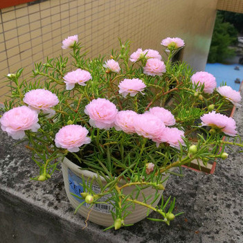 庭院耐热重瓣宿根太阳花盆栽四季种夏秋开花阳台花卉带根带花苞 - 图0