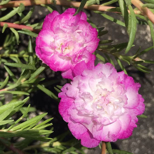 庭院耐热重瓣宿根太阳花盆栽四季种夏秋开花阳台花卉带根带花苞 - 图2
