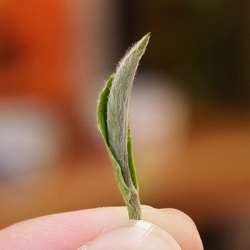 2025年白毫银针特级福鼎白茶特级白毫银针老白茶点头镇茶叶老白菜 - 图0