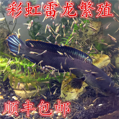彩虹雷龙 七彩淡水鱼凶猛彩虹雷龙鱼观赏鱼活鱼好养耐活包邮耐养 - 图1
