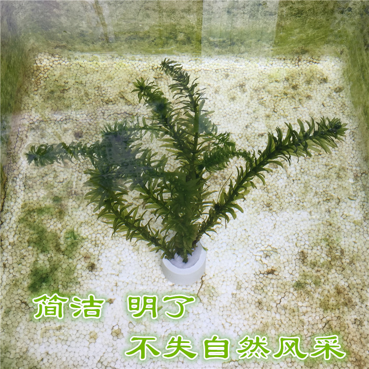 包邮耐活懒人水草斗鱼蜈蚣草造景小草活体淡水植物榄仁叶观赏鱼-图2