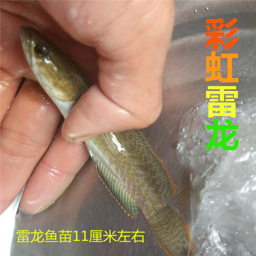 彩虹雷龙 七彩淡水鱼凶猛彩虹雷龙鱼观赏鱼活鱼好养耐活包邮耐养 - 图0