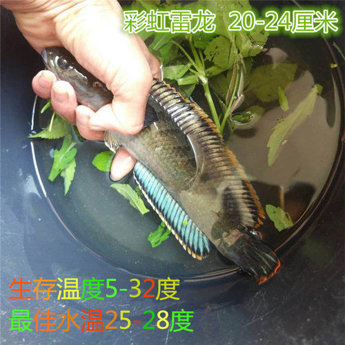 彩虹雷龙 七彩淡水鱼凶猛彩虹雷龙鱼观赏鱼活鱼好养耐活包邮耐养 - 图2