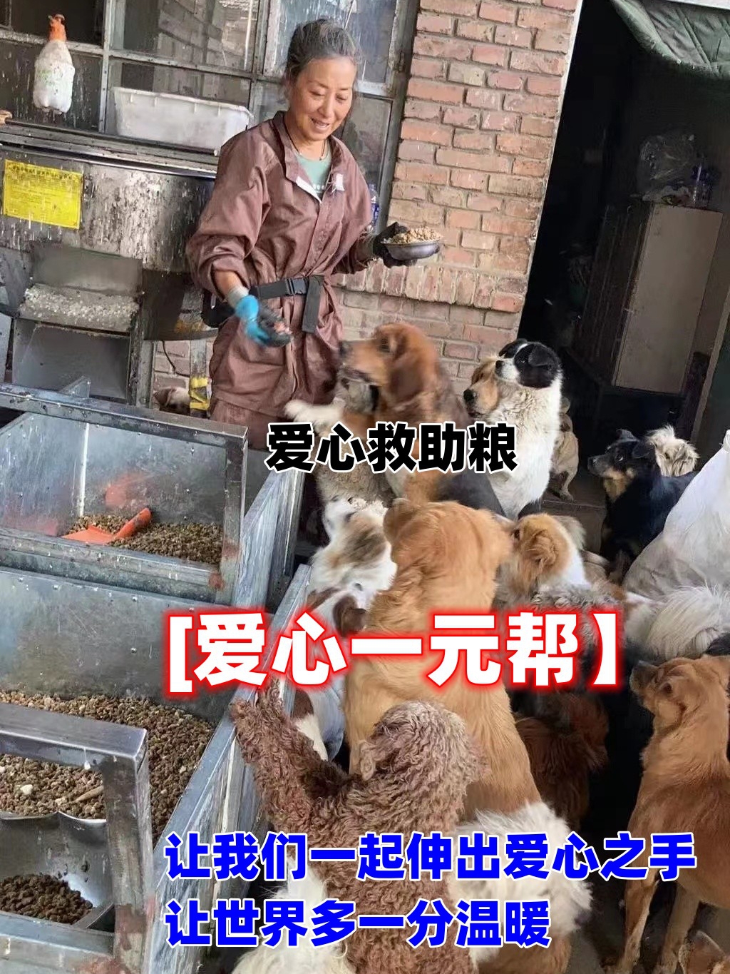 购买电子明信片帮助这些流浪狗有个遮风避雨解决温饱的地方等开销 - 图0